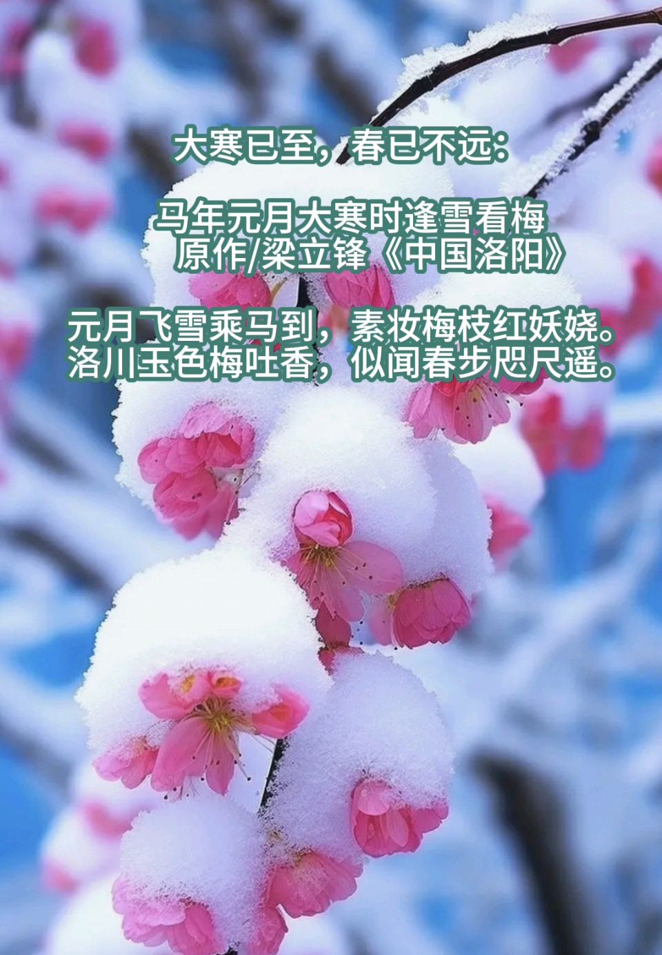马年元月大寒时逢雪看梅 原作/梁立锋