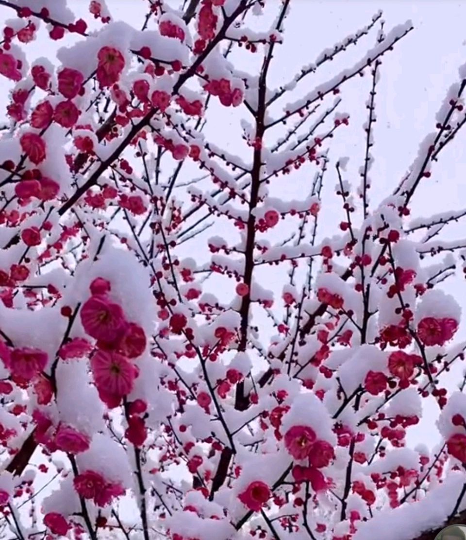 马年元月大寒时逢雪看梅 原作/梁立锋（图2）
