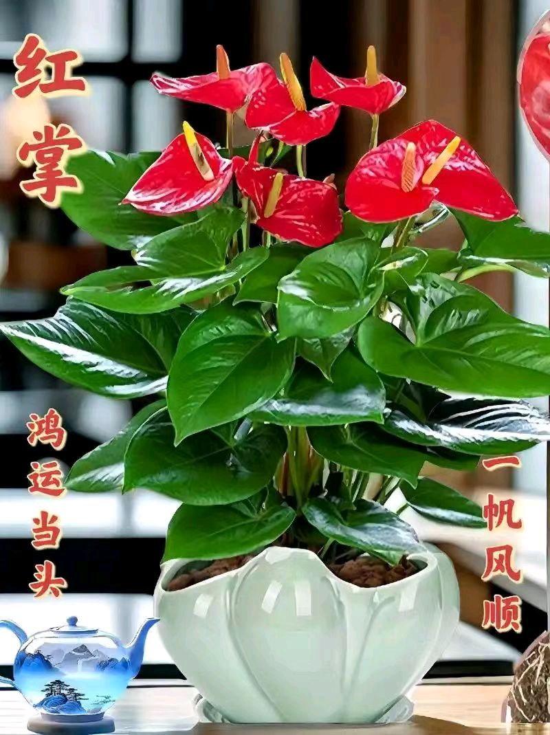 【荣耀中国】深圳分社*浣溪沙.咏红掌花作者/戴建中（图2）