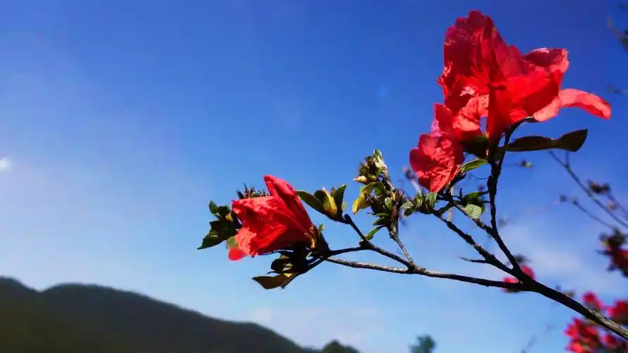 南乡子·老俩口赏花（二首）【中华新韵冯延巳体】 作者:田淑荣（图5）