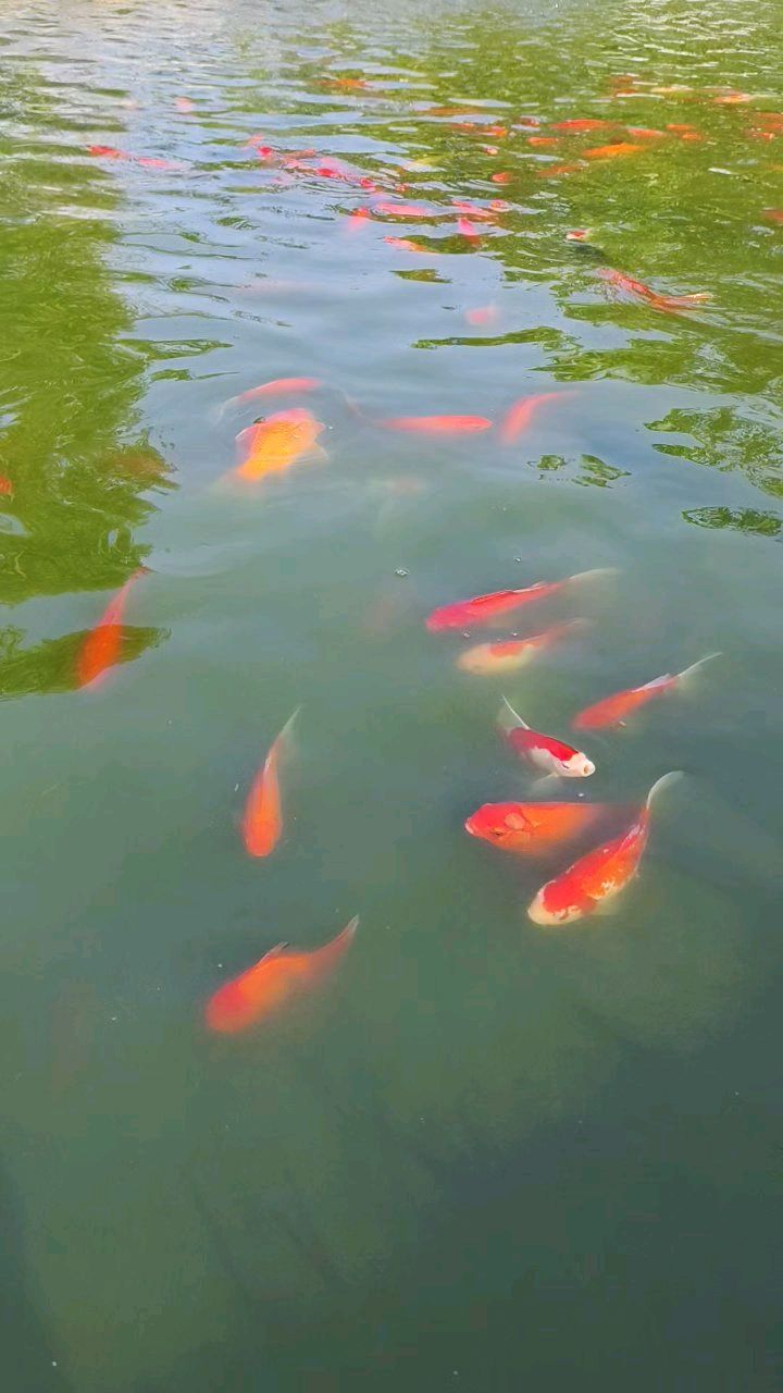 【一条鱼一片湖】作者燕归来 朗诵者慕容
