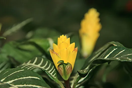 熠熠芳华咏叹集王心刚古体诗（图7）