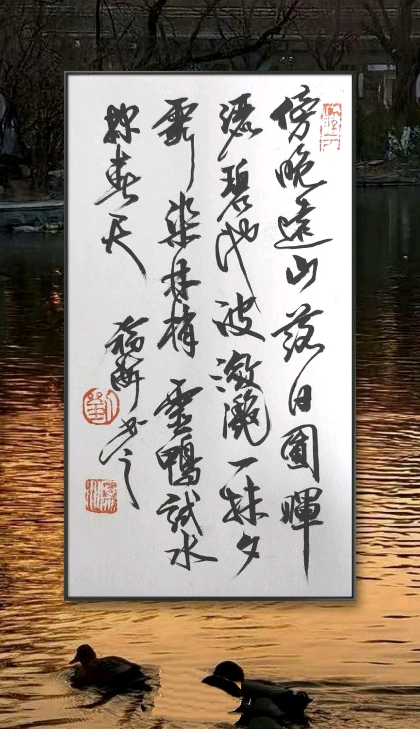 水鸭探春天