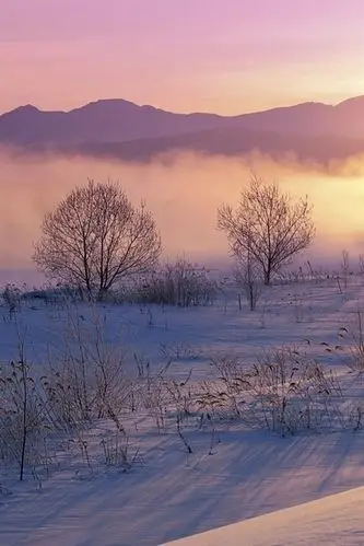 《七绝：冬景：五绝：咏泰山汉柏》文/付纪勇——贵州诗人