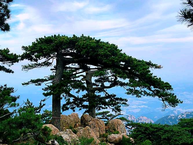 《七绝：冬景：五绝：咏泰山汉柏》文/付纪勇——贵州诗人（图3）