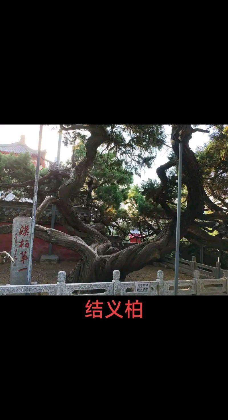 草原雄鹰诗社2026第3期精美小诗作品展播《泰山汉柏》作者/草原雄鹰诗社诗人——诵读/焦丽萍（图17）