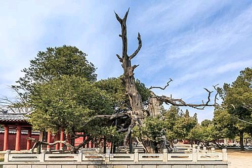 草原雄鹰诗社2026第3期精美小诗作品展播《泰山汉柏》作者/草原雄鹰诗社诗人——诵读/焦丽萍（图9）