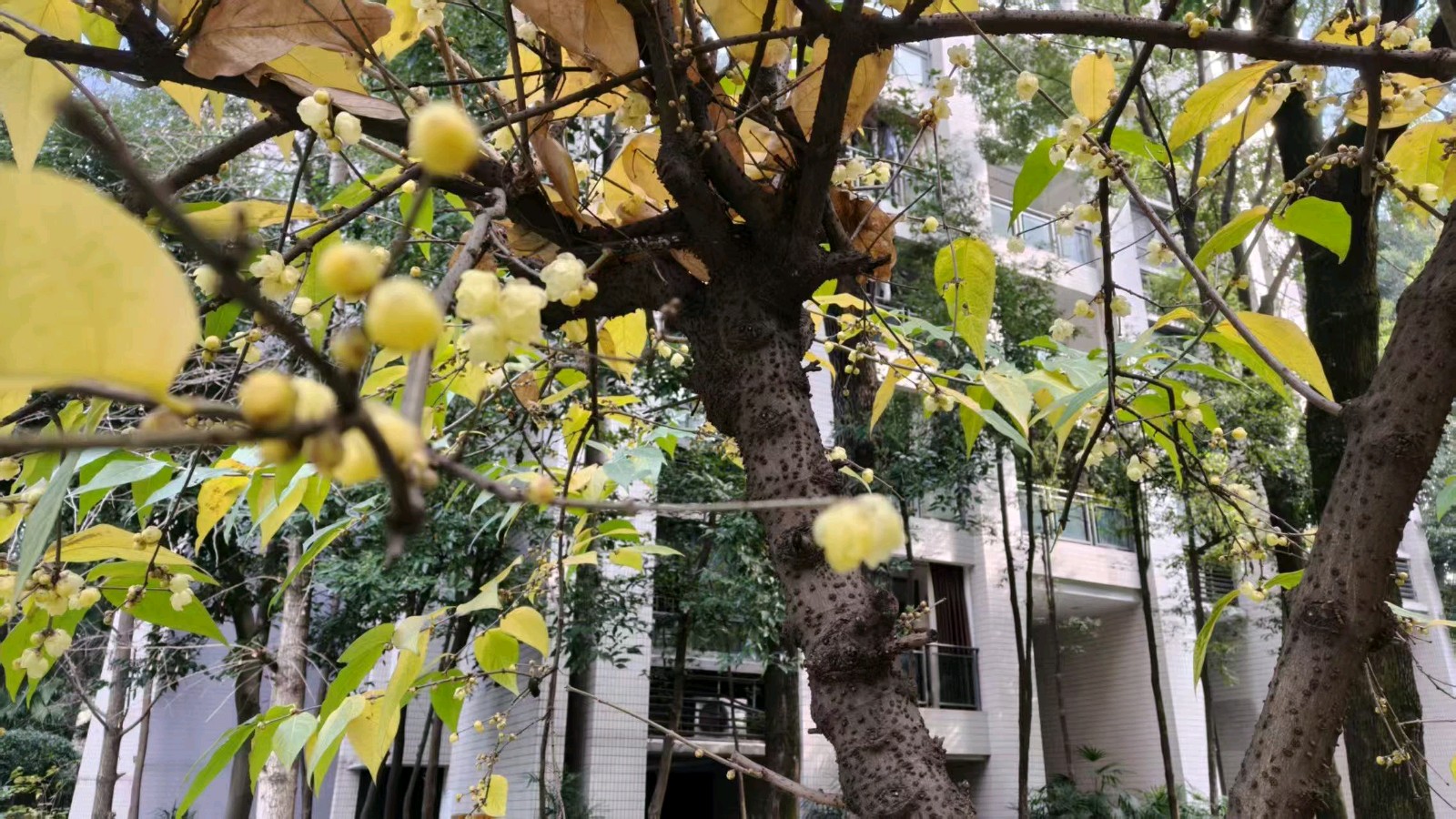 【上海头条】诗生活‖古韵飘香第283期：看图写诗（图4）