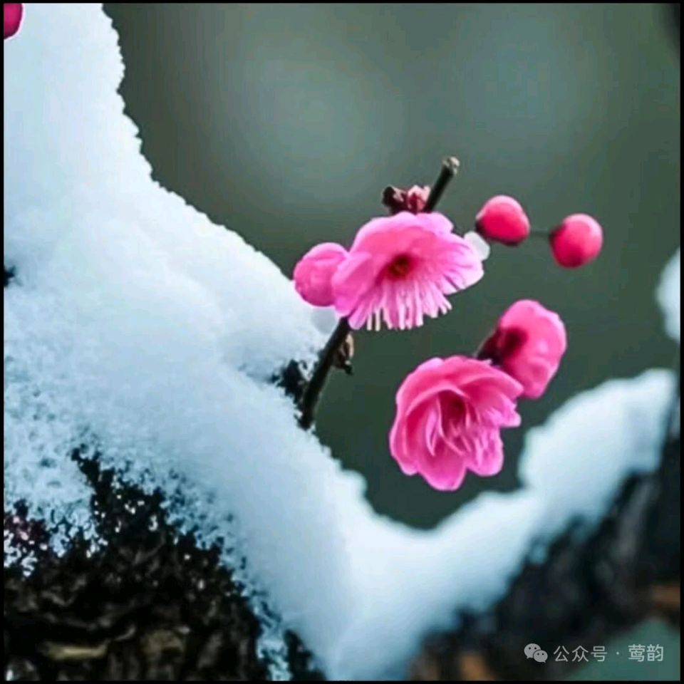 【荣耀中国】深圳分社*七律·雪中梅香作者/吴蕴辉（南通市）（图2）
