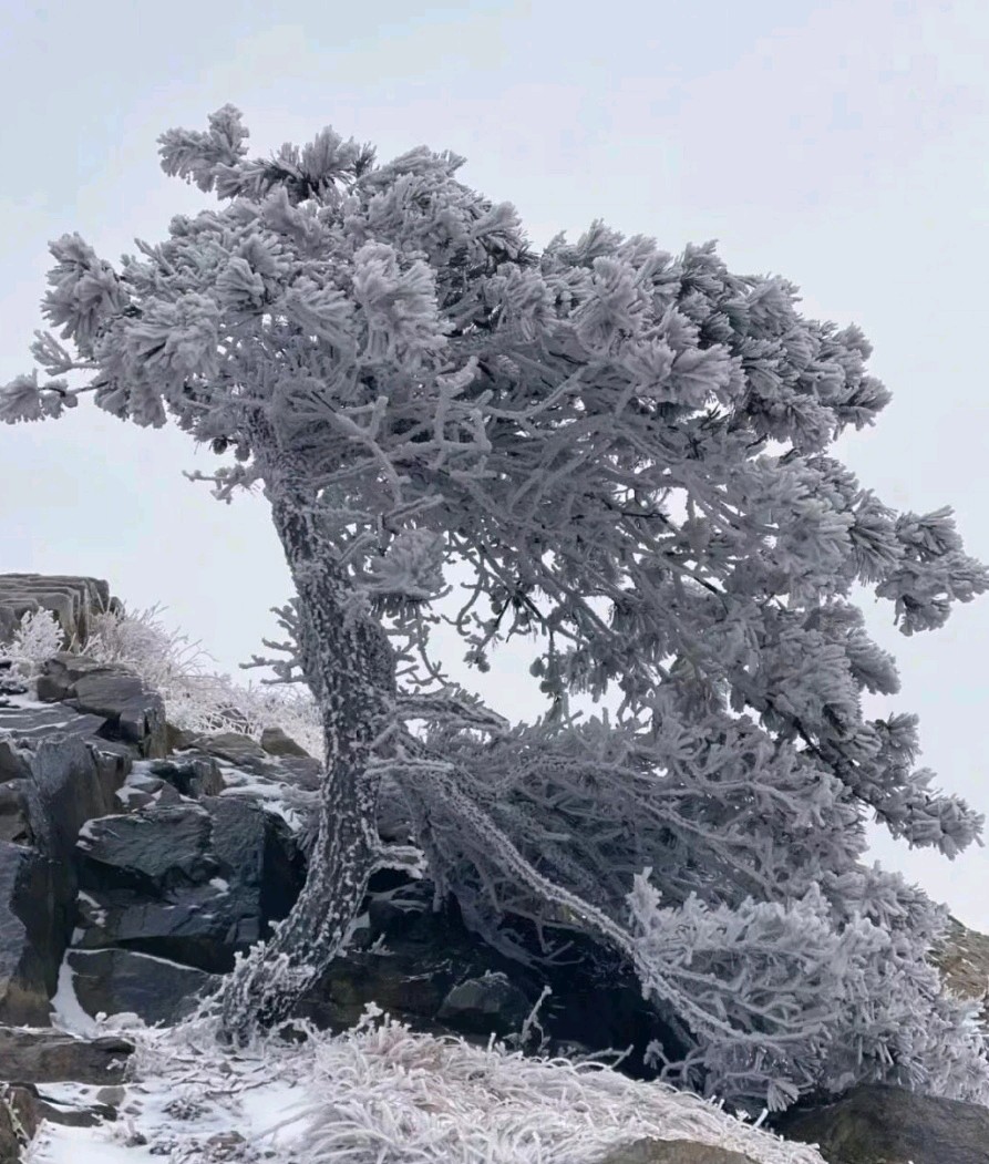 六汪文联格律诗社 雪霁铁橛山诗会（图7）