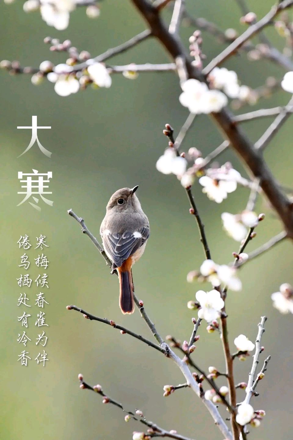 【神州源流诗苑】第1458期优秀近体诗周刊