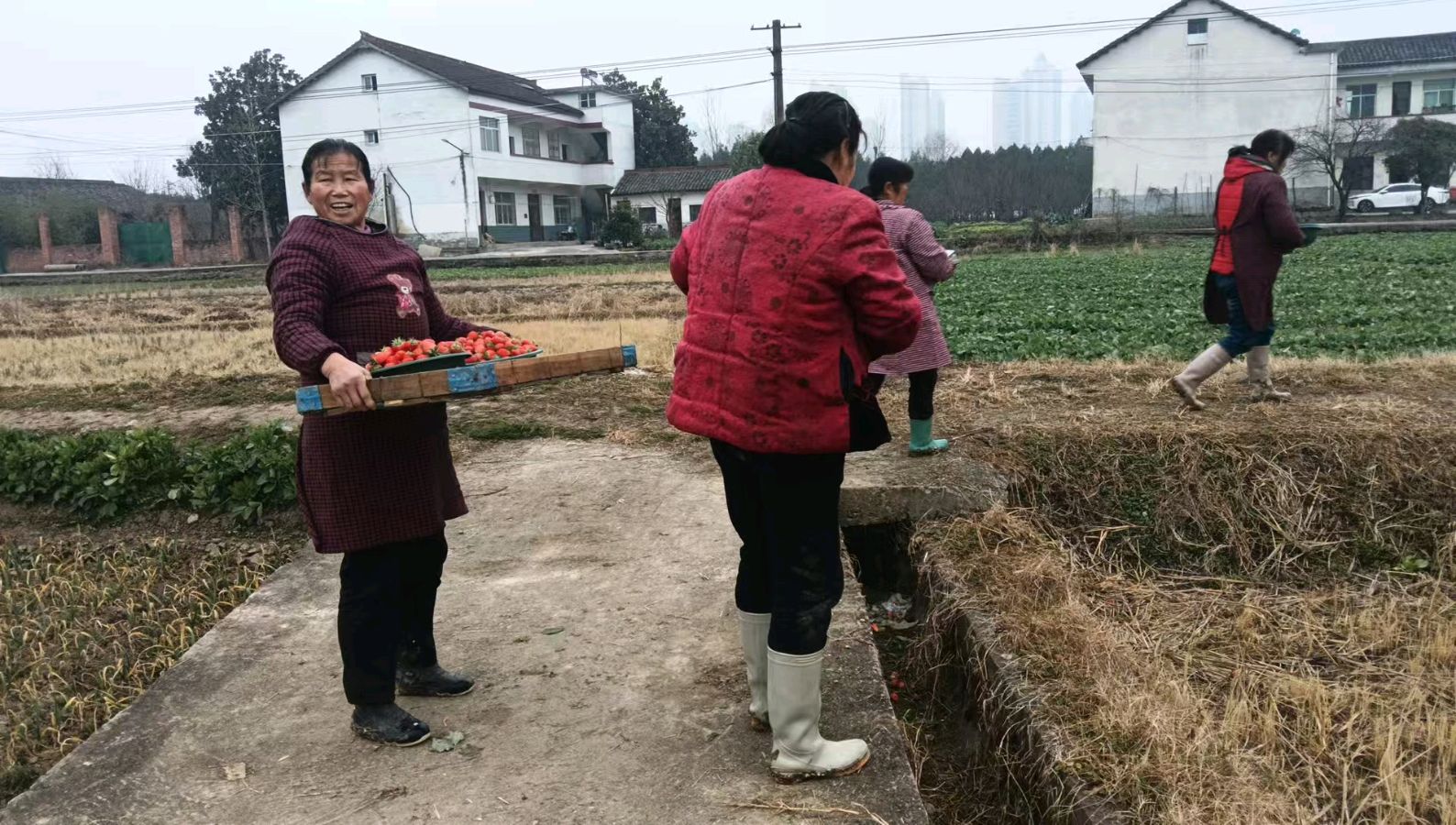 情系乡村草莓园 志愿调研促振兴（图4）