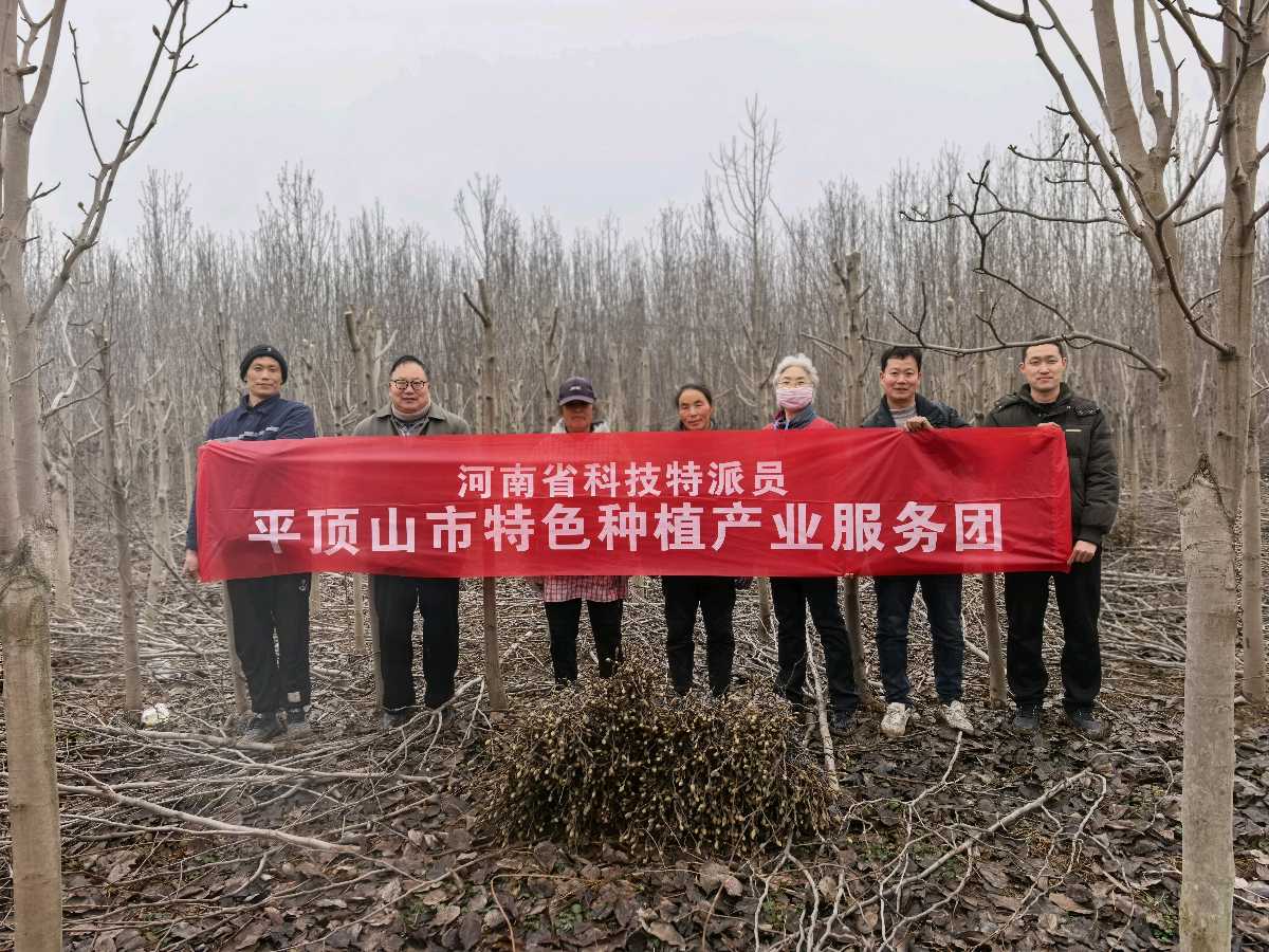 娇红映市，废枝生金——宝丰瑞旺园林让玉兰冬剪枝成“致富枝”
