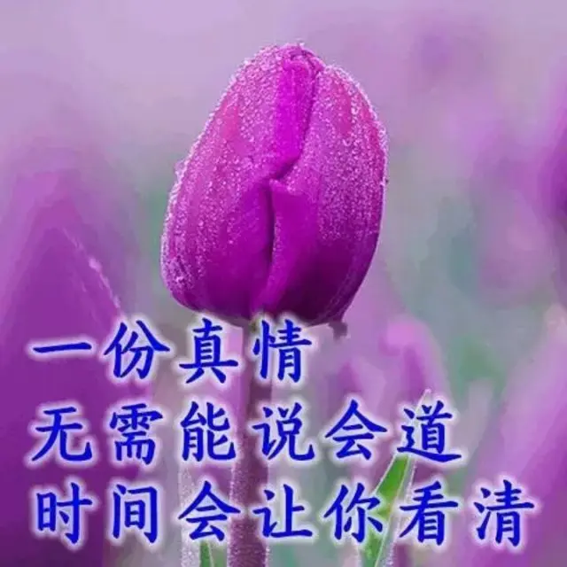 《真心斌真情》作者：田歌 [中国现代诗歌文化传媒推荐]（图5）
