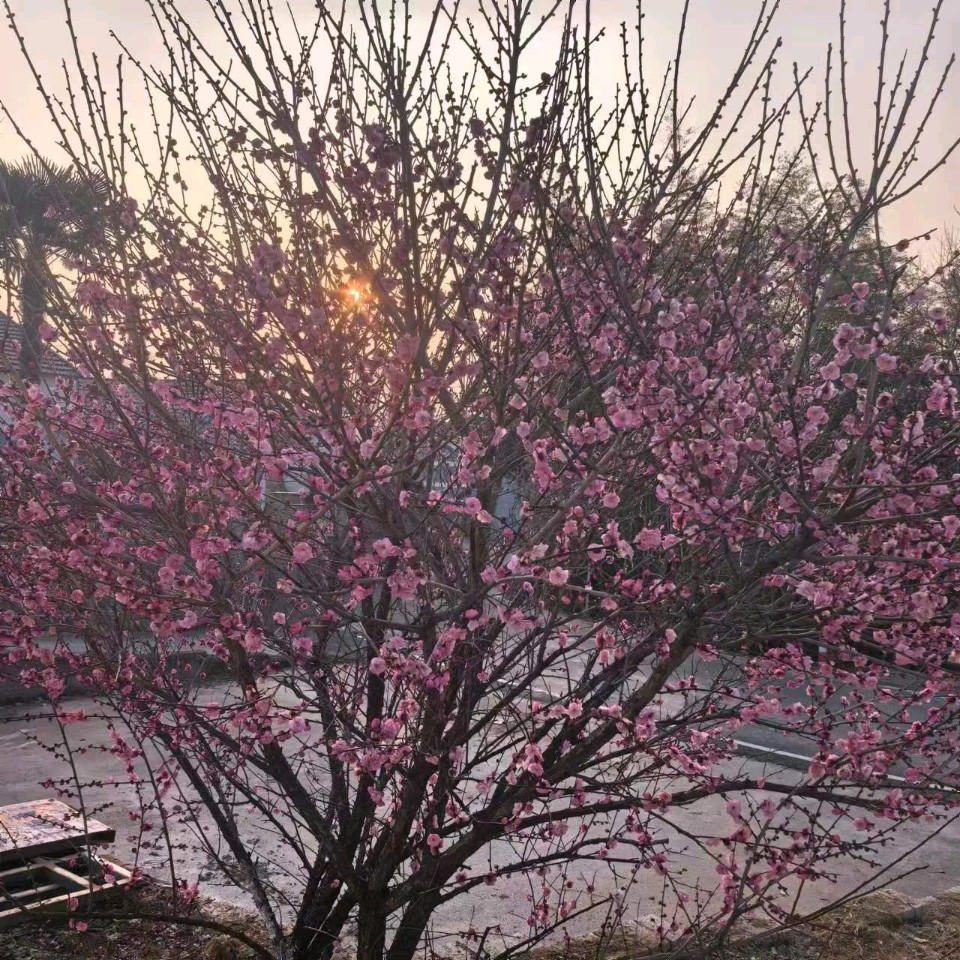 俏梅诗韵（图71）