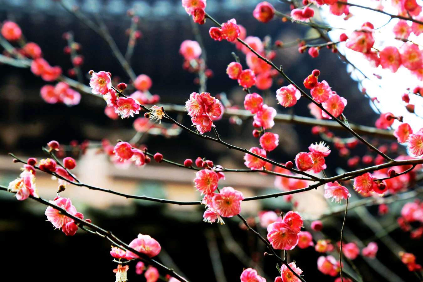 【北京头条】罗启明诗歌专辑004期（图3）