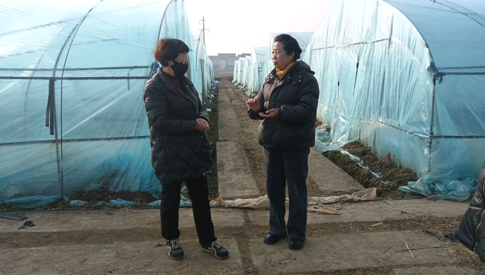 志愿调研暖莓园 赋能产业助振兴（图3）
