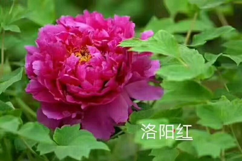 致谢，我的诵友