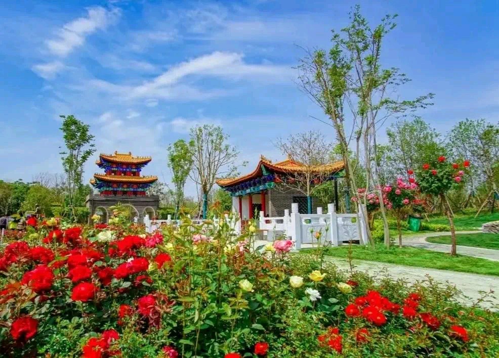 【经典推荐】嵩嵩//贺南阳太空月季返乡（图7）
