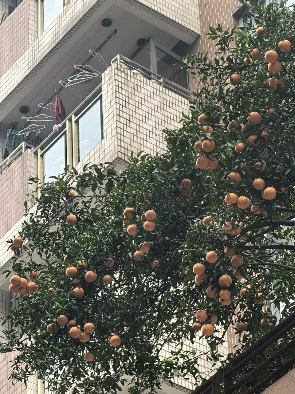 「散文诗」檐下金柑，映见三程岁月