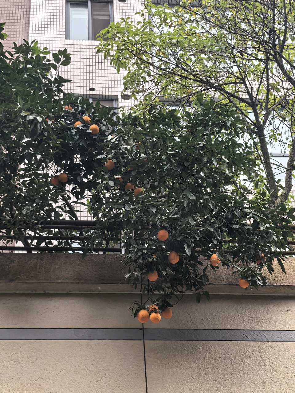 「散文诗」檐下金柑，映见三程岁月（图4）