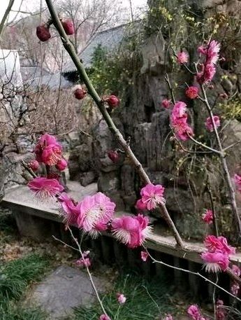 良辰“梅”景（图5）