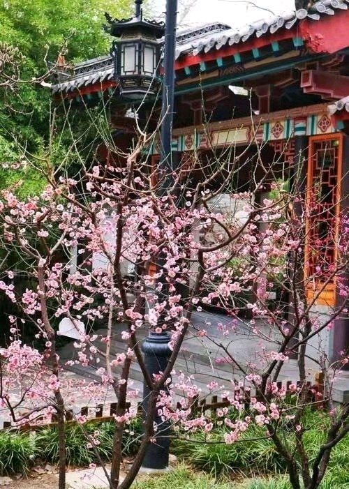 良辰“梅”景（图7）
