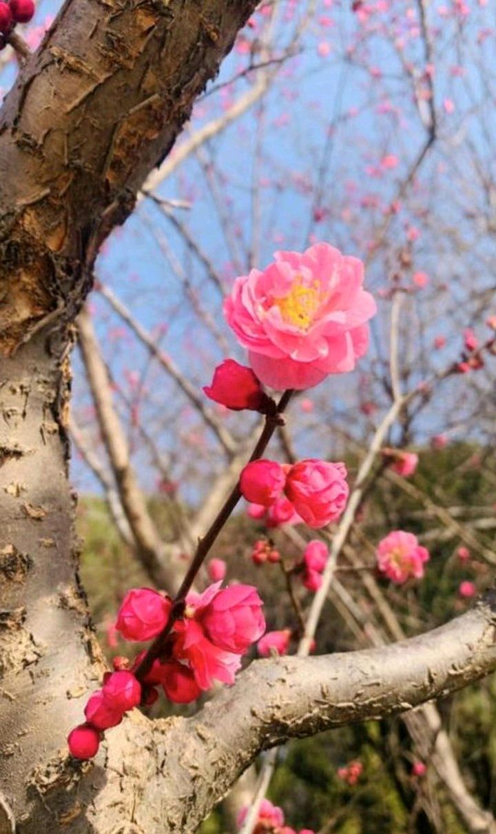 良辰“梅”景（图9）