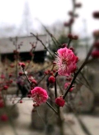 良辰“梅”景（图6）