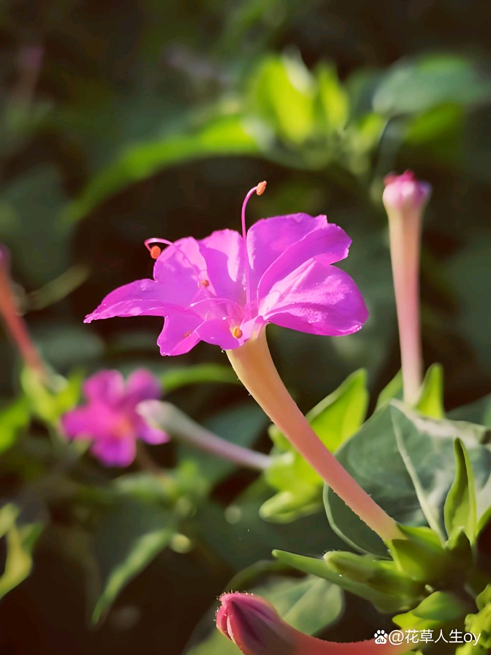 散文《烧汤花》（图2）