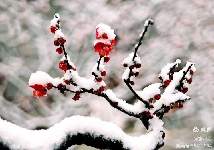 寒晨踏雪，梅香入心 散文 红榜作家蔡明治（图3）