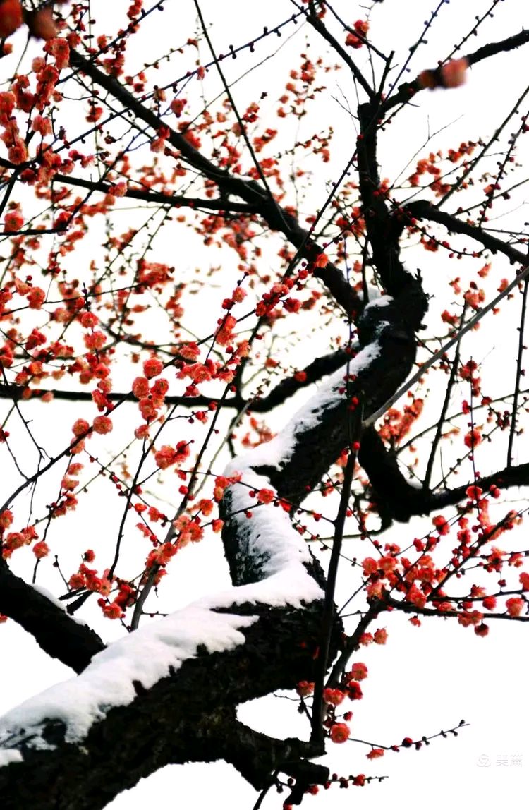 寒晨踏雪，梅香入心 散文 红榜作家蔡明治（图4）