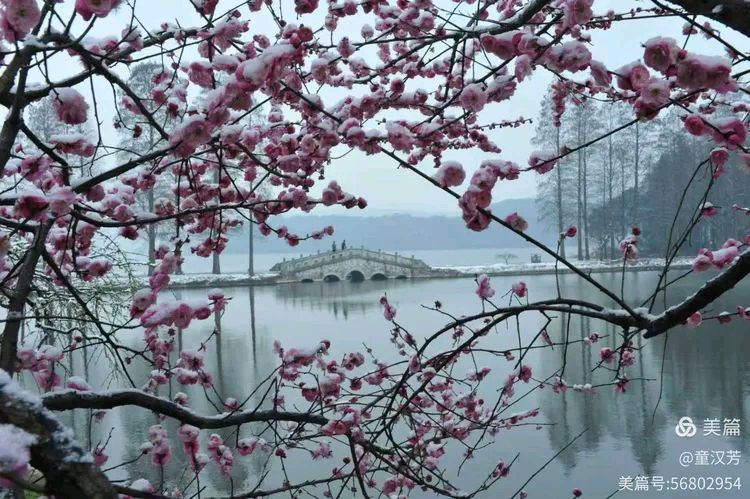 寒晨踏雪，梅香入心 散文 红榜作家蔡明治（图2）