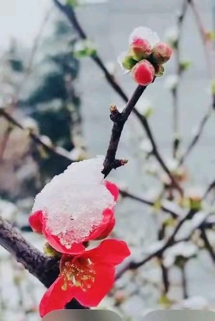 《七律•芳溪寻春》作者：郭小林 [中国现代诗歌文化传媒推荐]（图5）