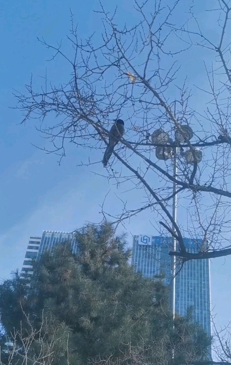 雀语唤春天（图5）