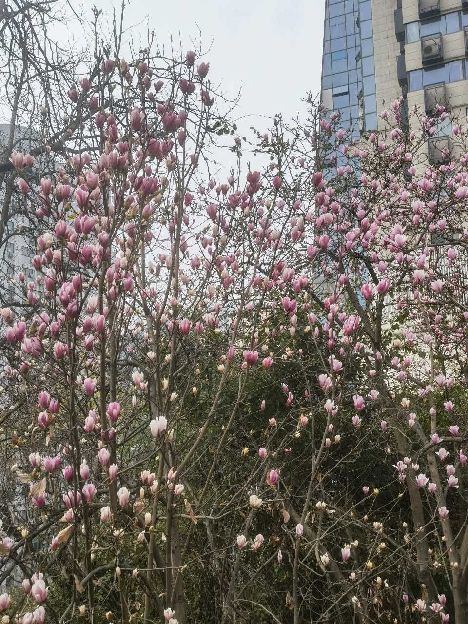 「散文」两路口崖头的玉兰花开了(图8)