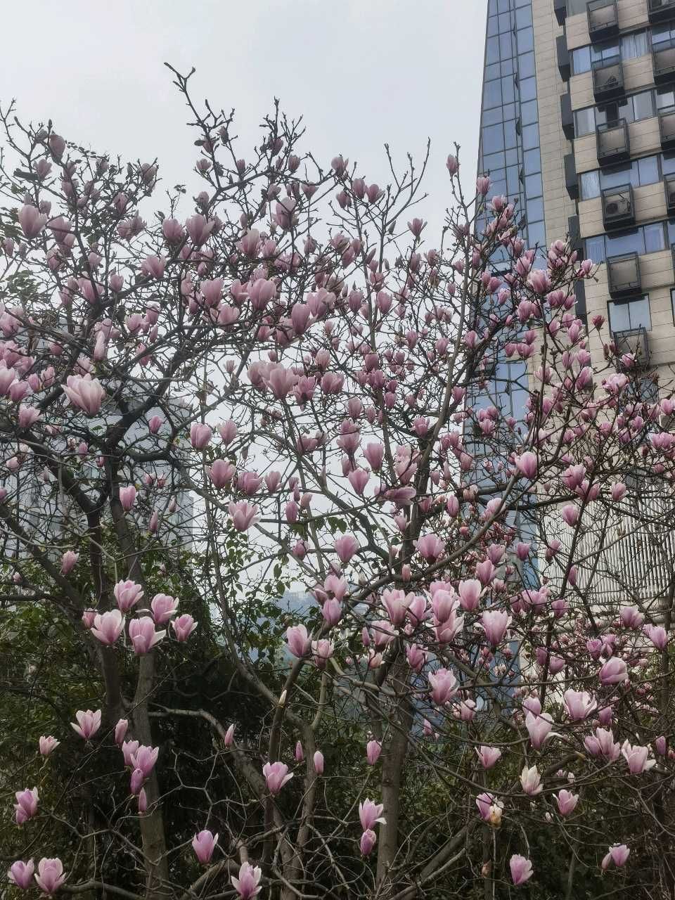 「散文」两路口崖头的玉兰花开了(图2)