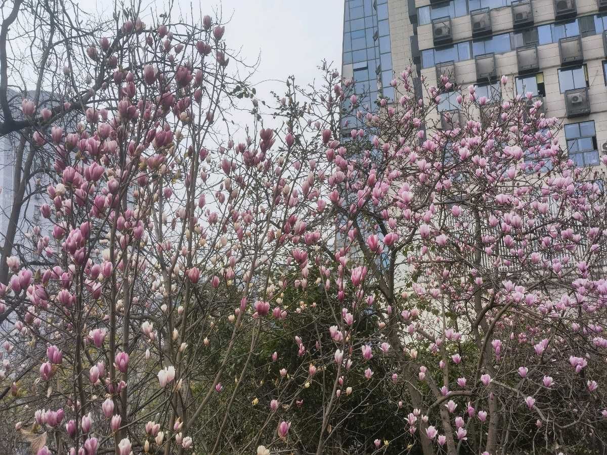 「散文」两路口崖头的玉兰花开了(图7)