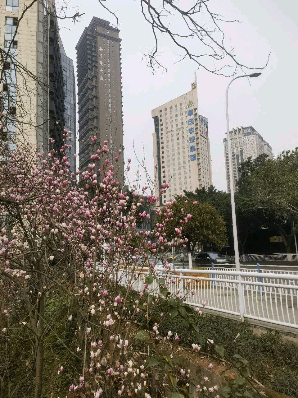 「散文」两路口崖头的玉兰花开了（图6）