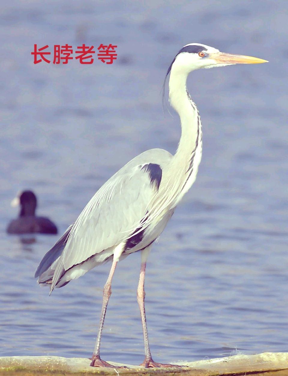 远古乾安～李耀文（辽宁）（图24）