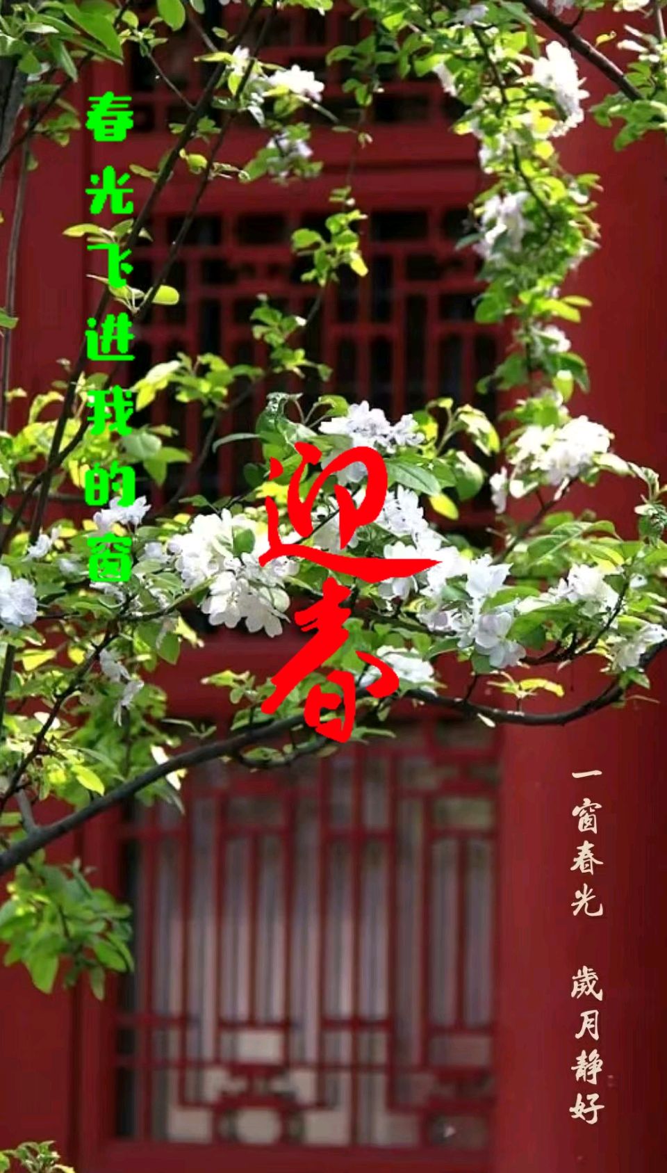 春光飞进我的窗～芳菊（陕西）（图11）
