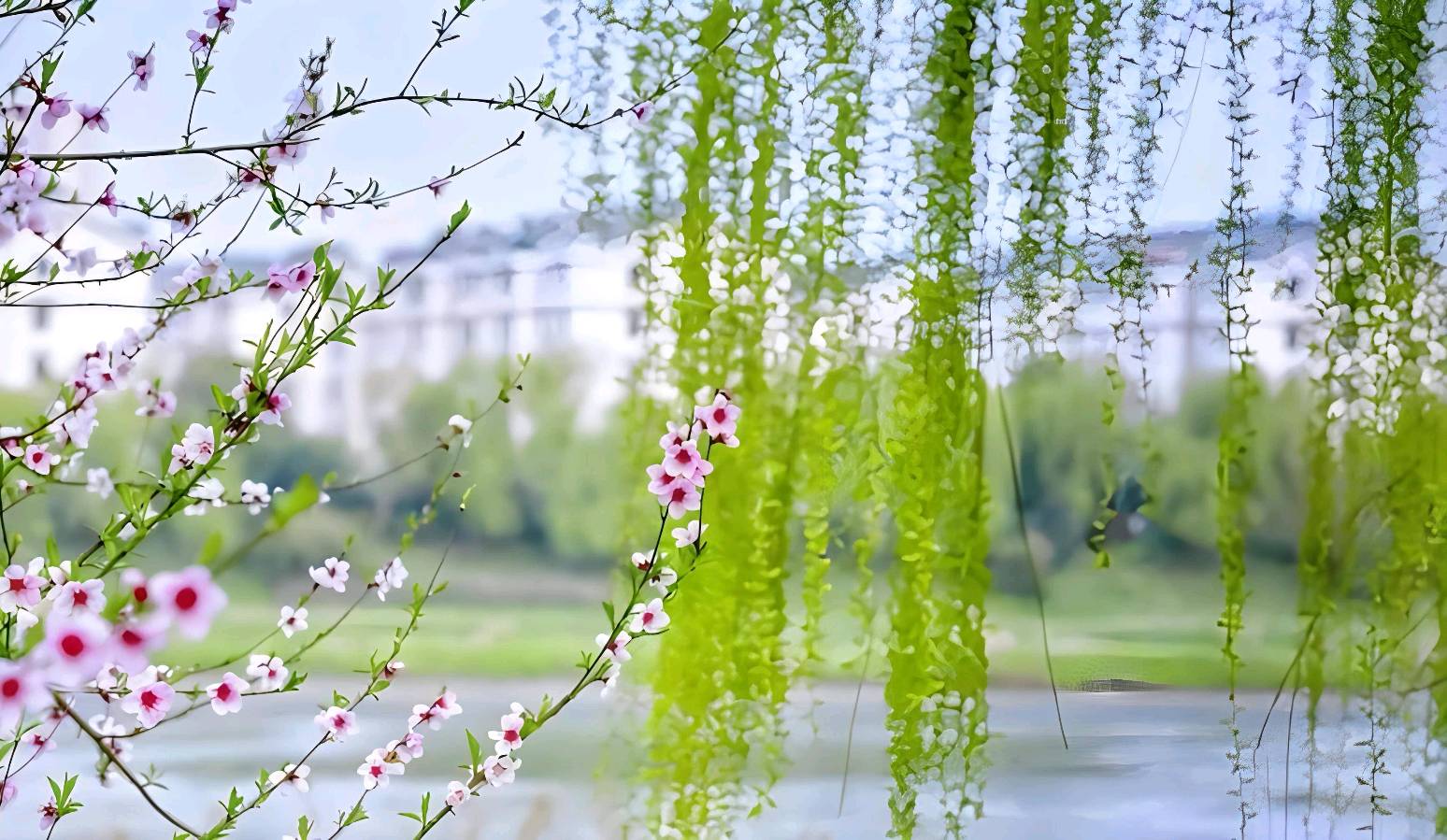 春光飞进我的窗～芳菊（陕西）（图15）