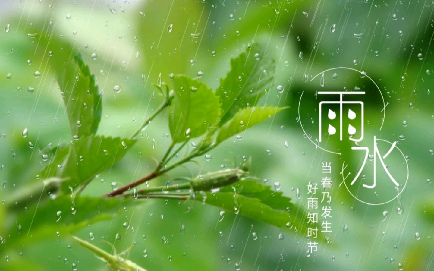 七律-春节（外一首）吴君明（云南）（图15）