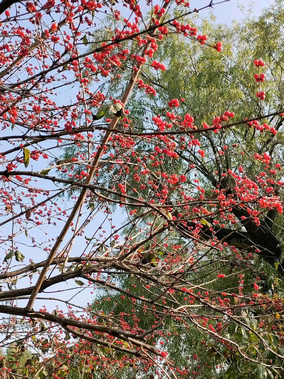 【故道文化·古风·8167】许长岱《过年》（图4）