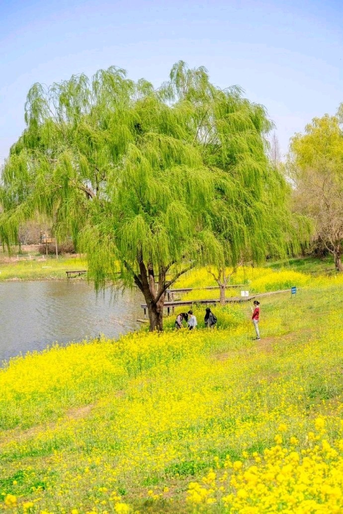 【春的遐想】作者柴桂霞 朗诵者未央（图2）