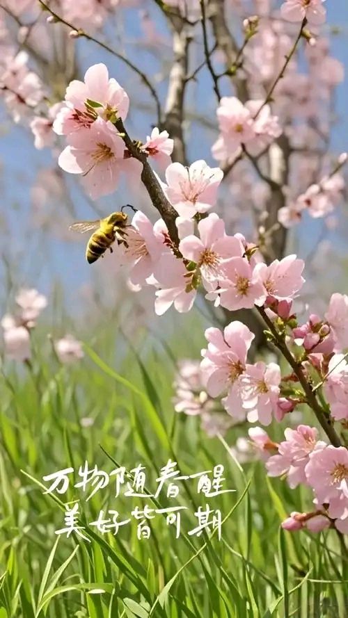 邂逅春风～陈玲（安徽）（图13）