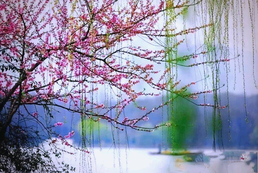 邂逅春风～陈玲（安徽）（图12）