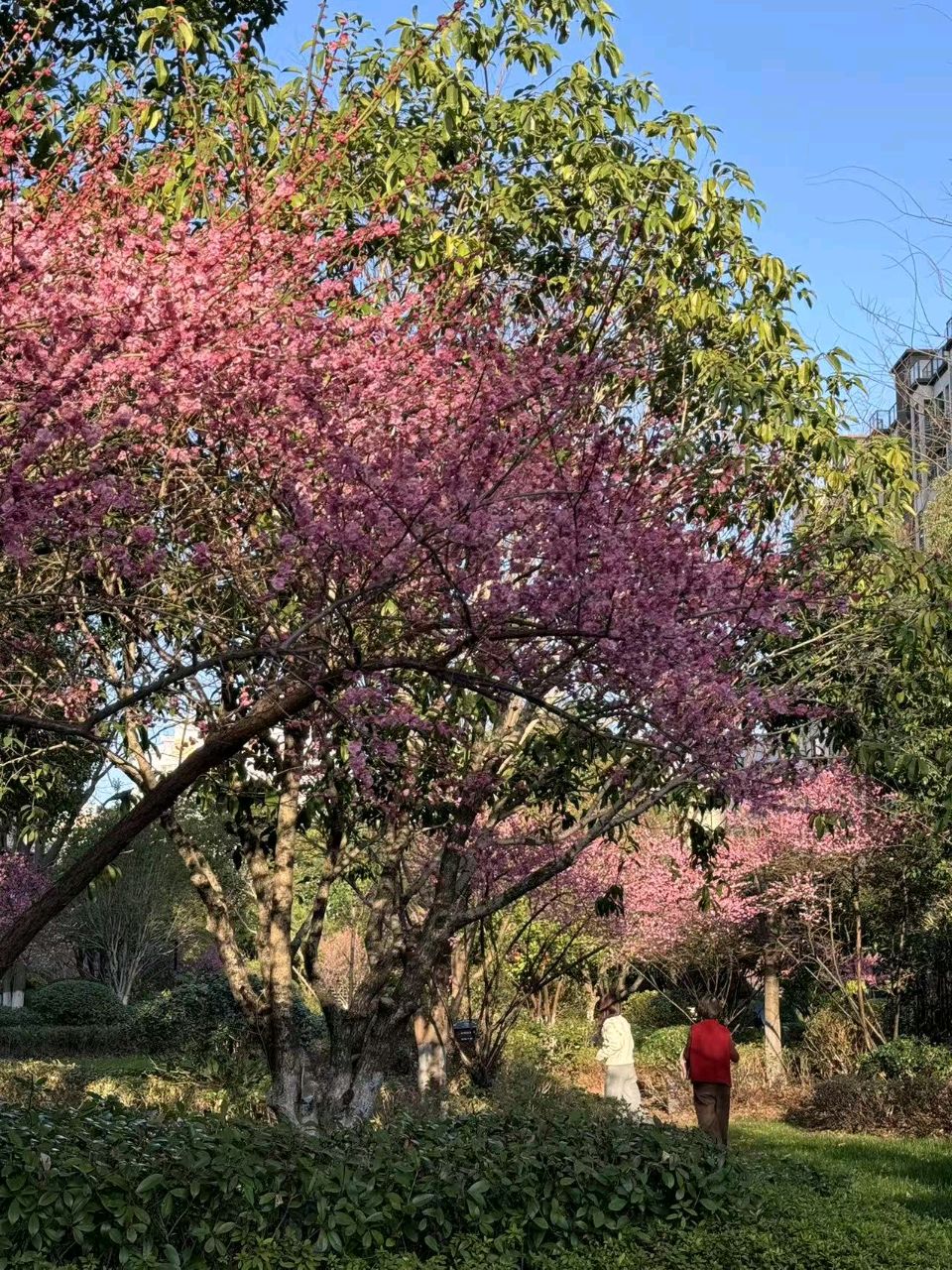 初六的和沁院/董芸（图3）