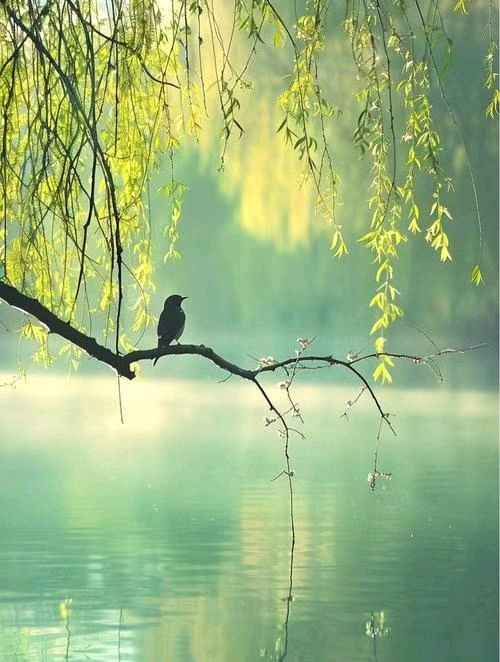 【荣耀中国】文学社*自由诗《春雨》作者Ⅱ高新文（吉林）（图3）