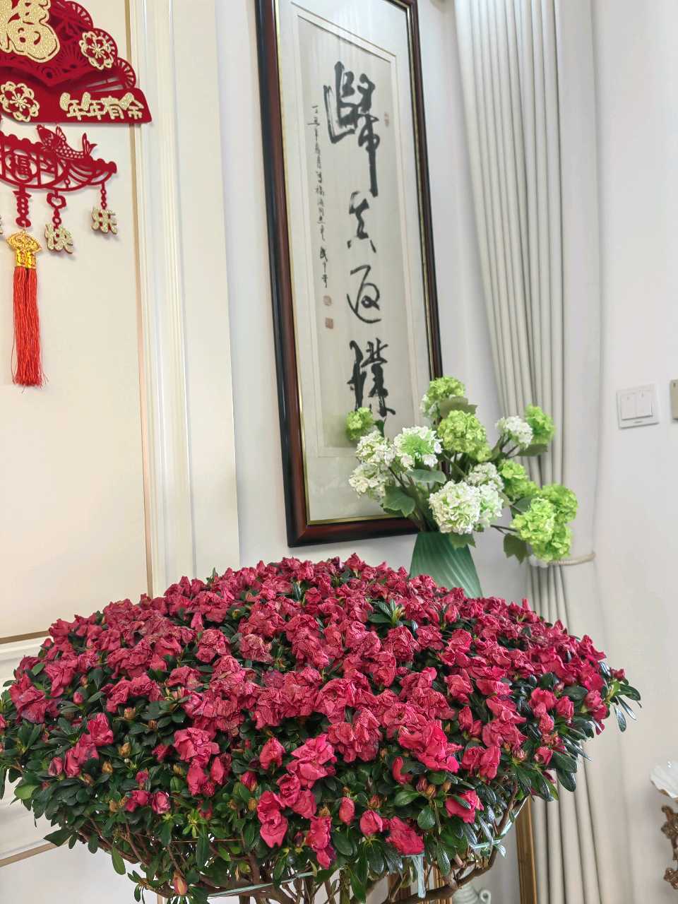吾家杜鹃花🌸（图5）
